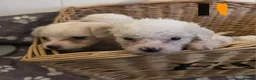 Mixed Breed dogs for sale: 9 Beautiful Cockerchon puppy's ready soon - Advert 16