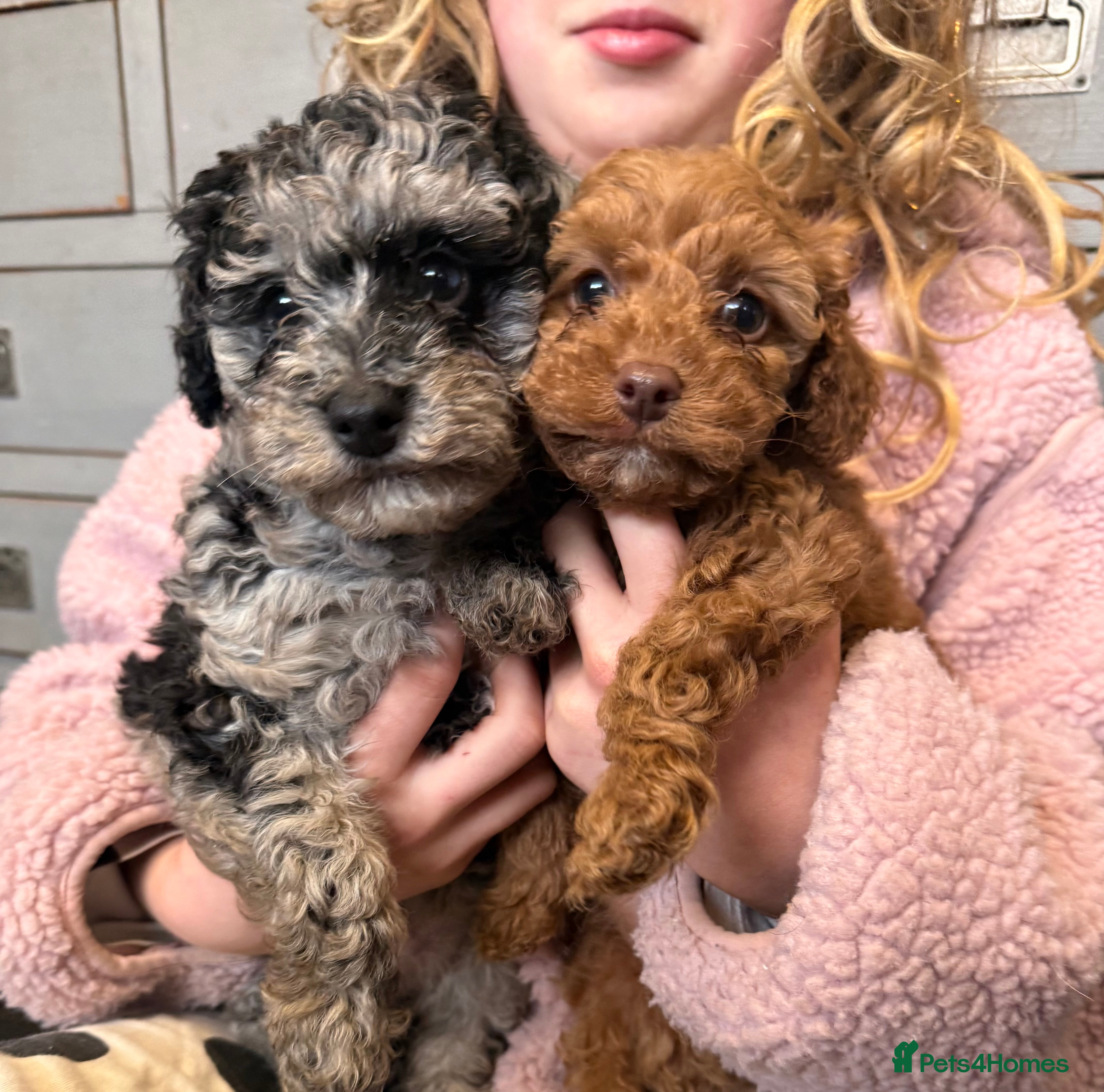 Cockapoo dogs Beautiful Cockerpoo puppies  in Newton Abbot - Advert 1