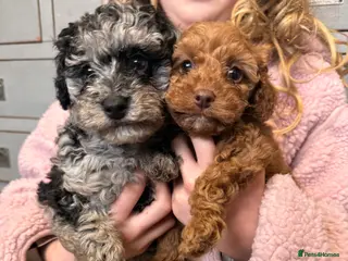 Cockapoo dogs Beautiful Cockerpoo puppies in Newton Abbot - Advert 1