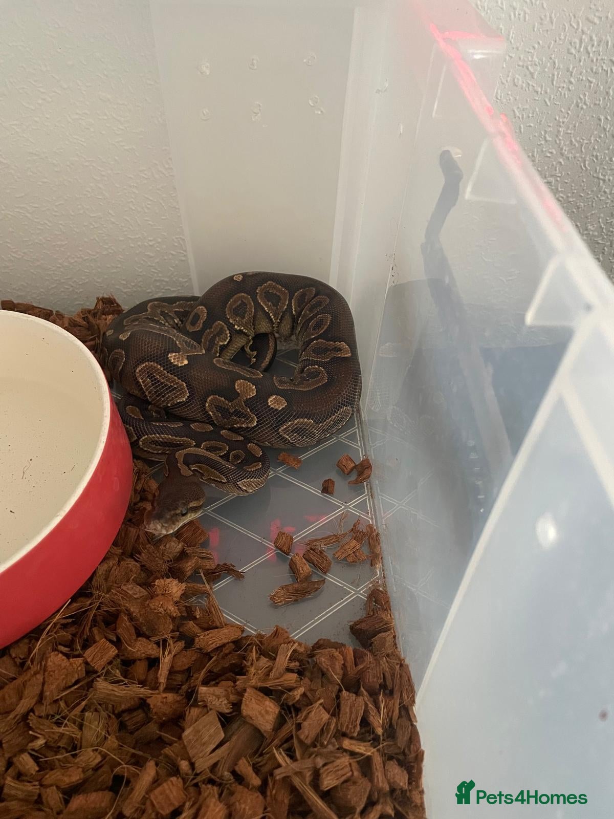 Python Snake reptiles Ball pythons  - Advert 16