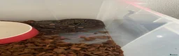 Python Snake reptiles for sale: Ball pythons  - Advert 11