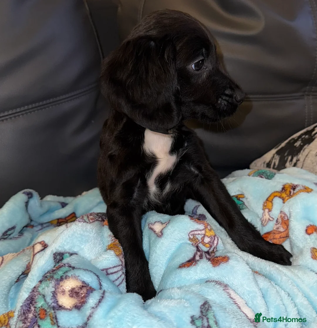 Mixed Breed dogs for sale: 2 boys 2 girls springer jacks ready now  - Advert 7