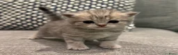 Scottish Fold cats for sale: Mackerel Boy Scottish Folds - Blue/Gold Shaded - Advert 7
