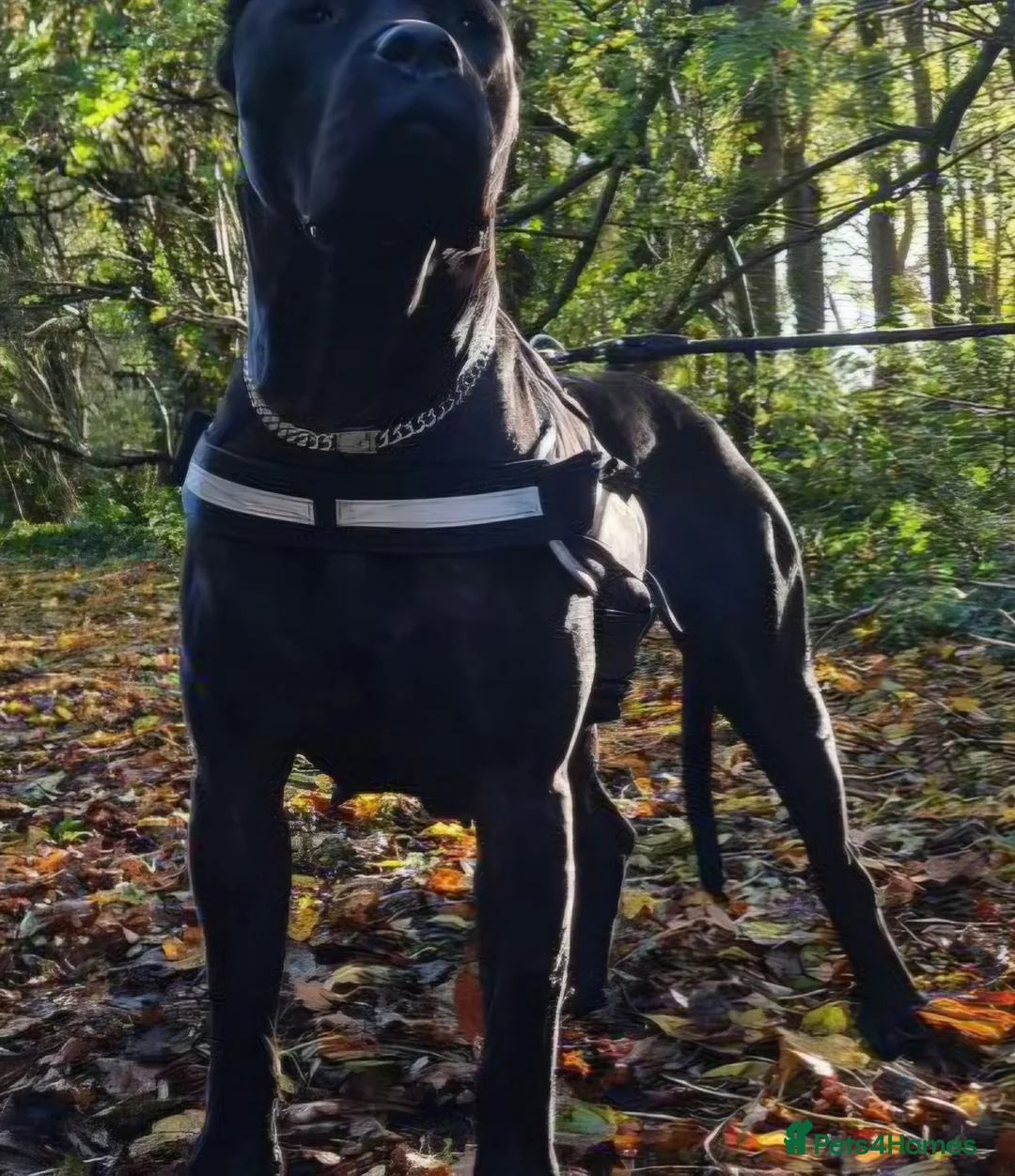 Presa Canario dogs for sale: Presa Canario Puppies ♥️  - Advert 1
