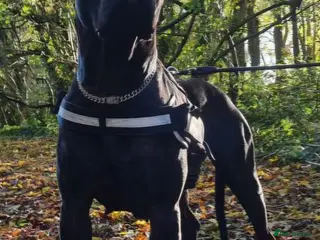 Presa Canario dogs Presa Canario Puppies ♥️ - Advert 1
