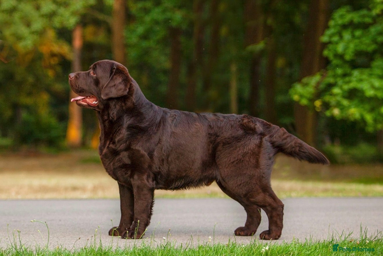 Labrador Retriever dogs CANEK (MEX IMP) CHOCOLATE LABRADOR STUD - Advert 2