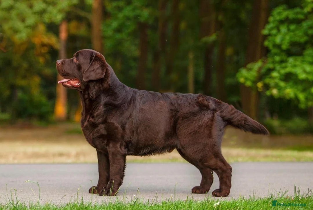 Labrador Retriever dogs for stud: CANEK (MEX IMP) CHOCOLATE LABRADOR STUD - Advert 1