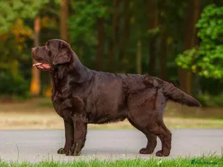 Labrador Retriever dogs CANEK (MEX IMP) CHOCOLATE LABRADOR STUD - Advert 16