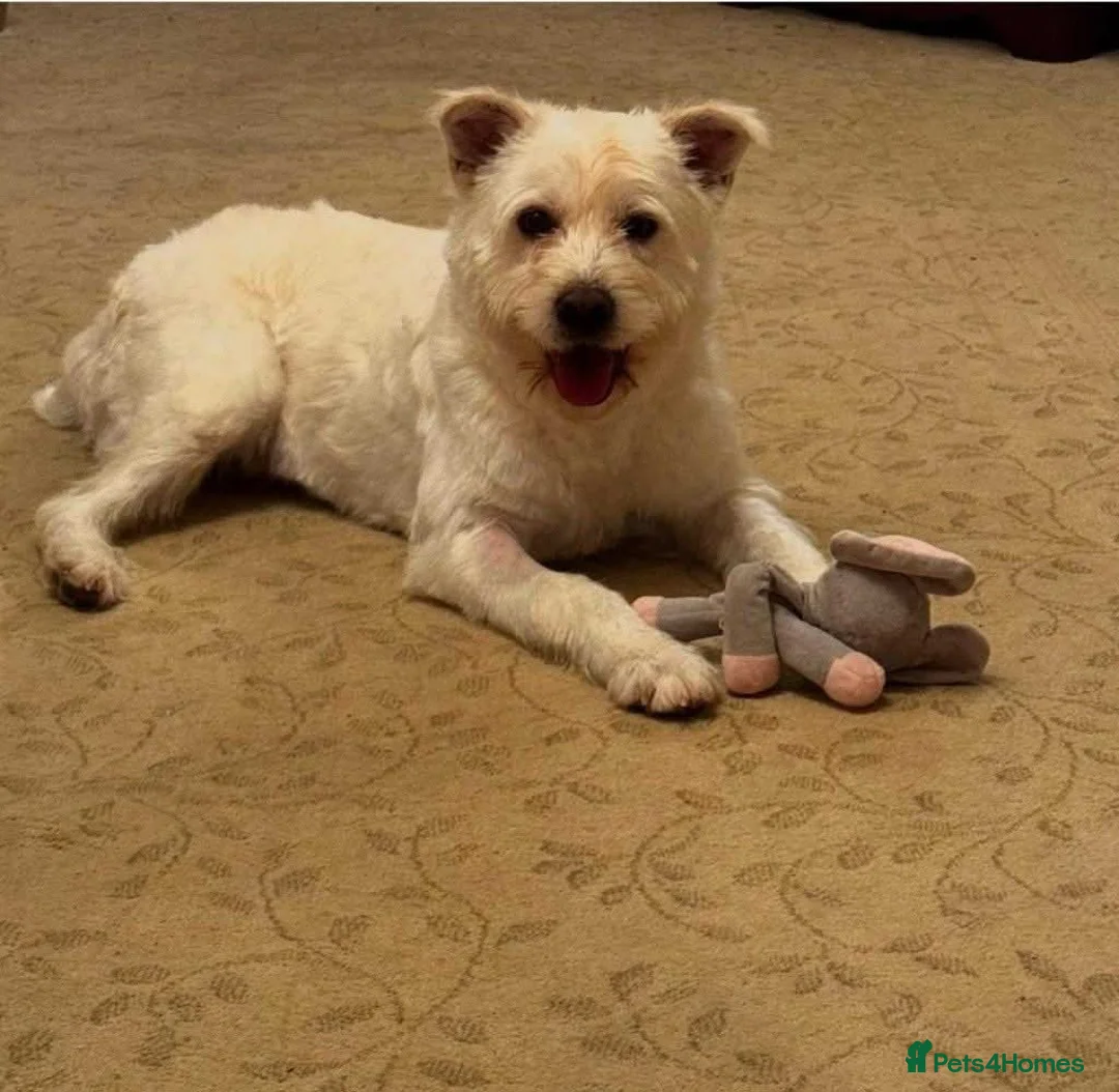 Mixed Breed dogs for adoption: Meet Snow, currently residing in Derbyshire  in Swadlincote - Advert 4