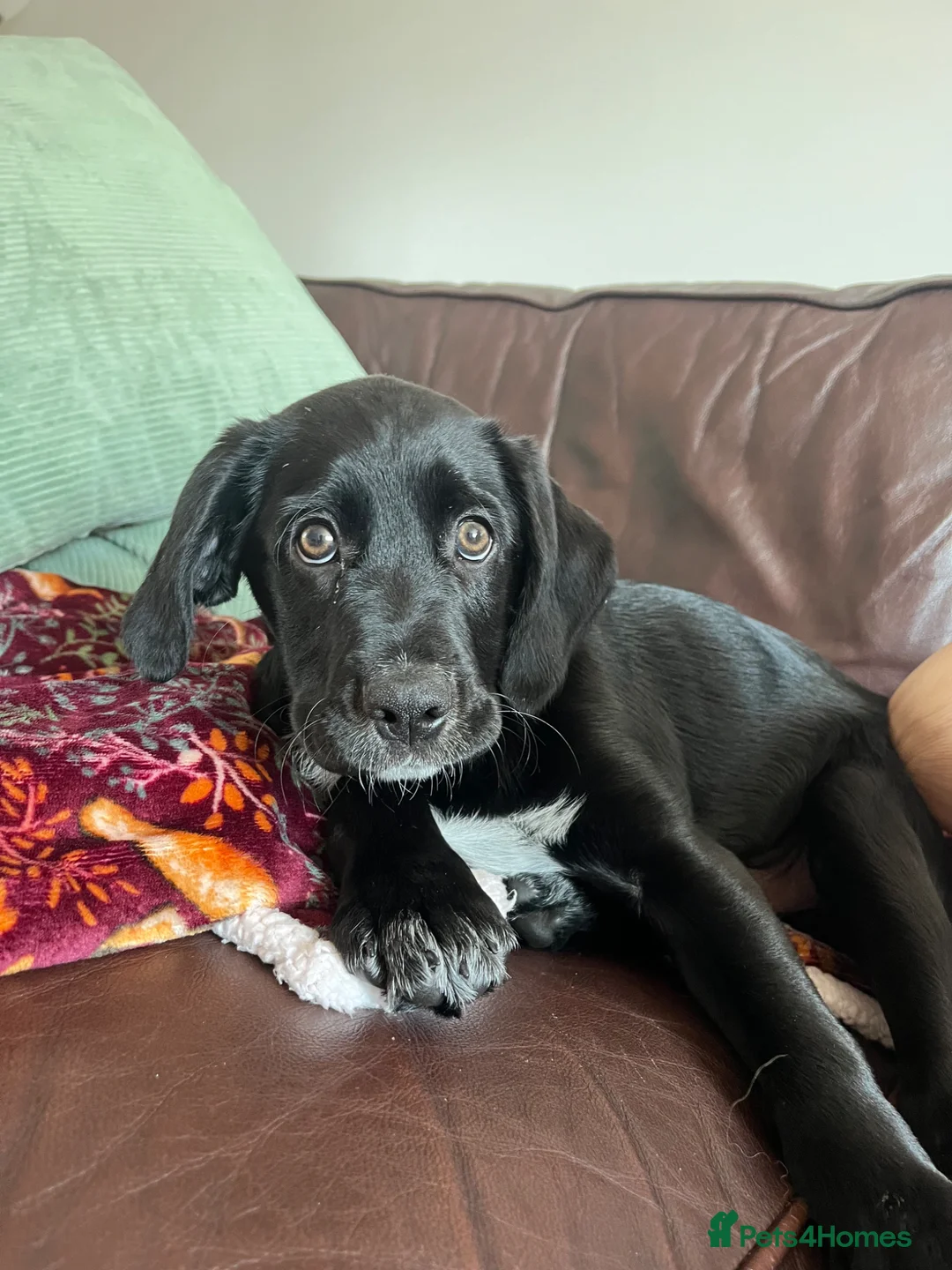 Sprollie dogs for sale: 12 week old male spaniel x collie  in Wakefield - Advert 1
