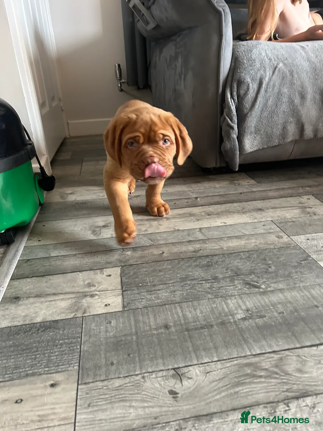 Dogue De Bordeaux dogs for stud: Proven KC Reg Dogue De Bordeaux in Newcastle upon Tyne - Advert 9