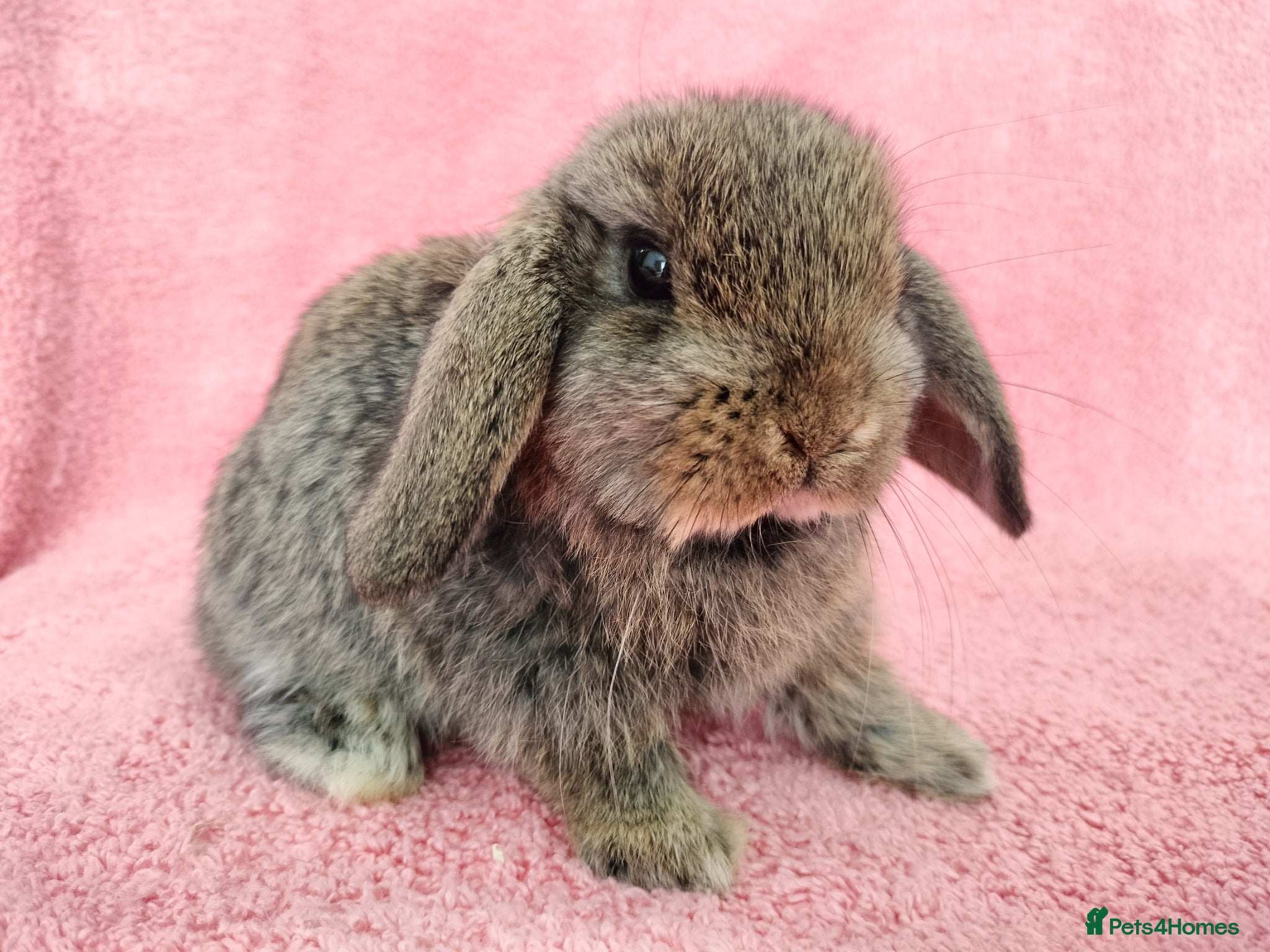 Mini Lop rabbits Baby mini lops for sale  - Advert 14