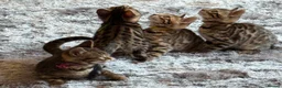 Bengal cats for sale: ✨ Beautiful Bengal Kittens✨ - Advert 25