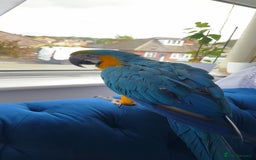 Macaws birds for sale: Macaw gold and blue 2 year old  - Image 3
