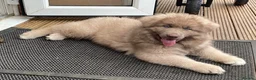 German Shepherd dogs for sale: Rare Isabella long coated German shepherd pup  - Advert 4