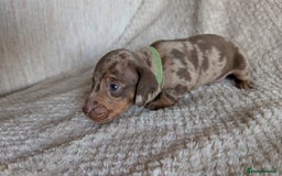 Dachshund dogs for sale: Dachshunds  - Image 22