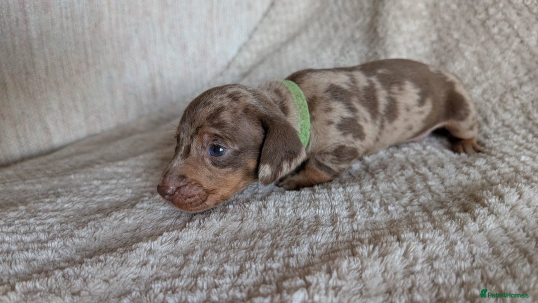Dachshund dogs for sale: Dachshunds  - Image 22