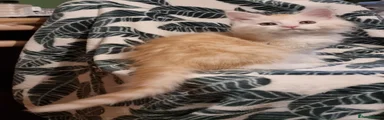 Cream male