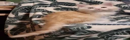Maine Coon cats for sale: GCCF Pedigree Maine Coon Kittens  - Advert 5