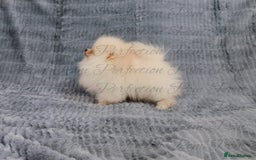 Pomeranian dogs for sale: Gorgeous Teddy Bear Pomeranian Puppies - Image 14