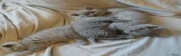 British Shorthair cats for sale: British shorthair kittens  - Advert 4