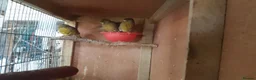 Canaries birds for sale: Gloster Canary Girls  - Advert 2