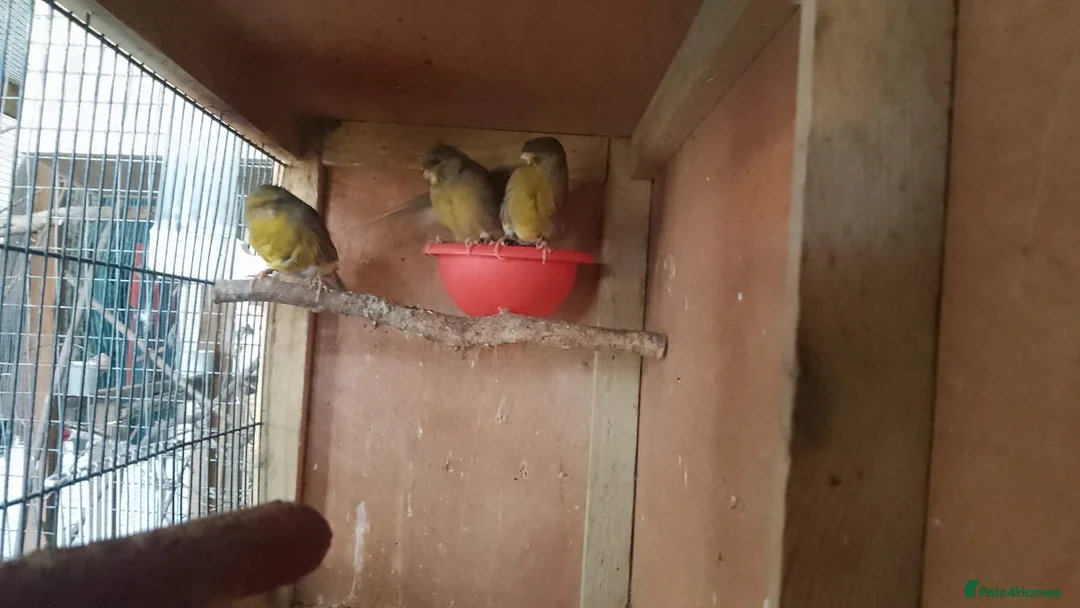 Canaries birds for sale: Gloster Canary Girls  - Advert 2