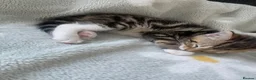Mixed Breed cats for sale: Adorable kittens  in Bishop's Stortford - Advert 3