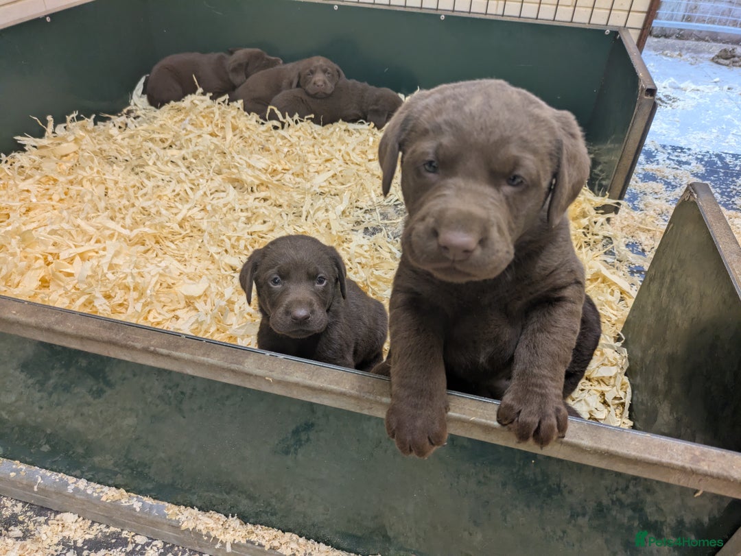 Labrador Retriever dogs for sale: Gorgeous chocolate Labrador puppies for sale - Advert 13