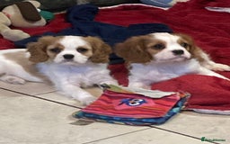 Cavalier King Charles Spaniel dogs for sale: Beautiful cavaliers  - Advert 4