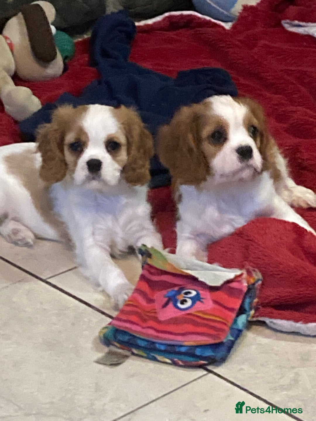 Cavalier King Charles Spaniel dogs for sale: Beautiful cavaliers  - Advert 4