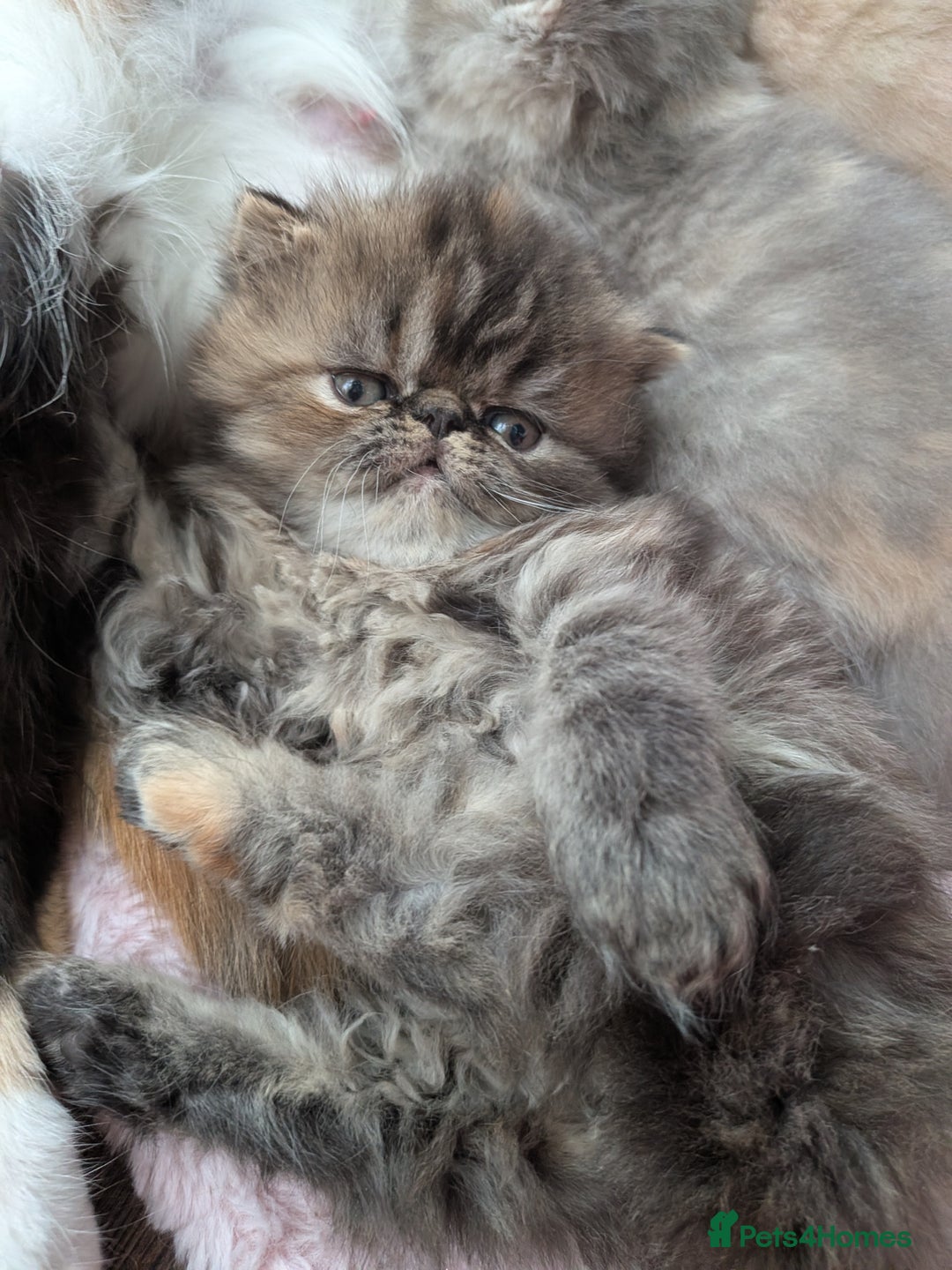 Exotic cats for sale: Beautiful Exotic kittens  - Advert 11