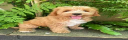 Cavapoochon dogs for sale: Gorgeous F1b Cavapoochon puppies - Advert 7