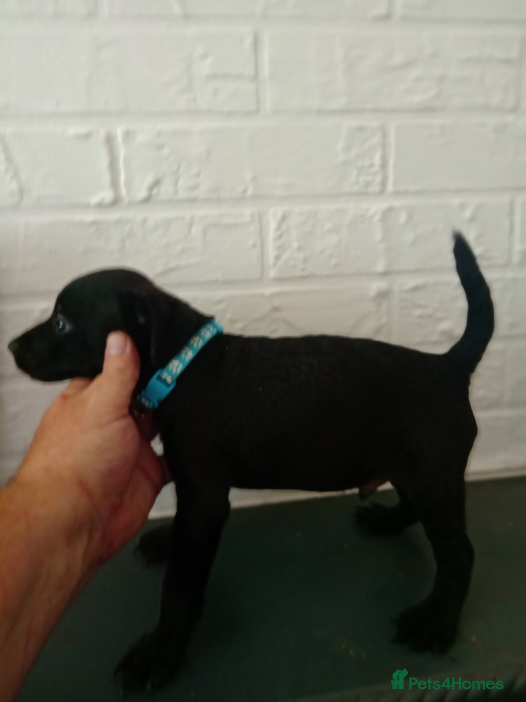 Patterdale Terrier dogs for sale: Patterdale pups for sale ready now - Image 23
