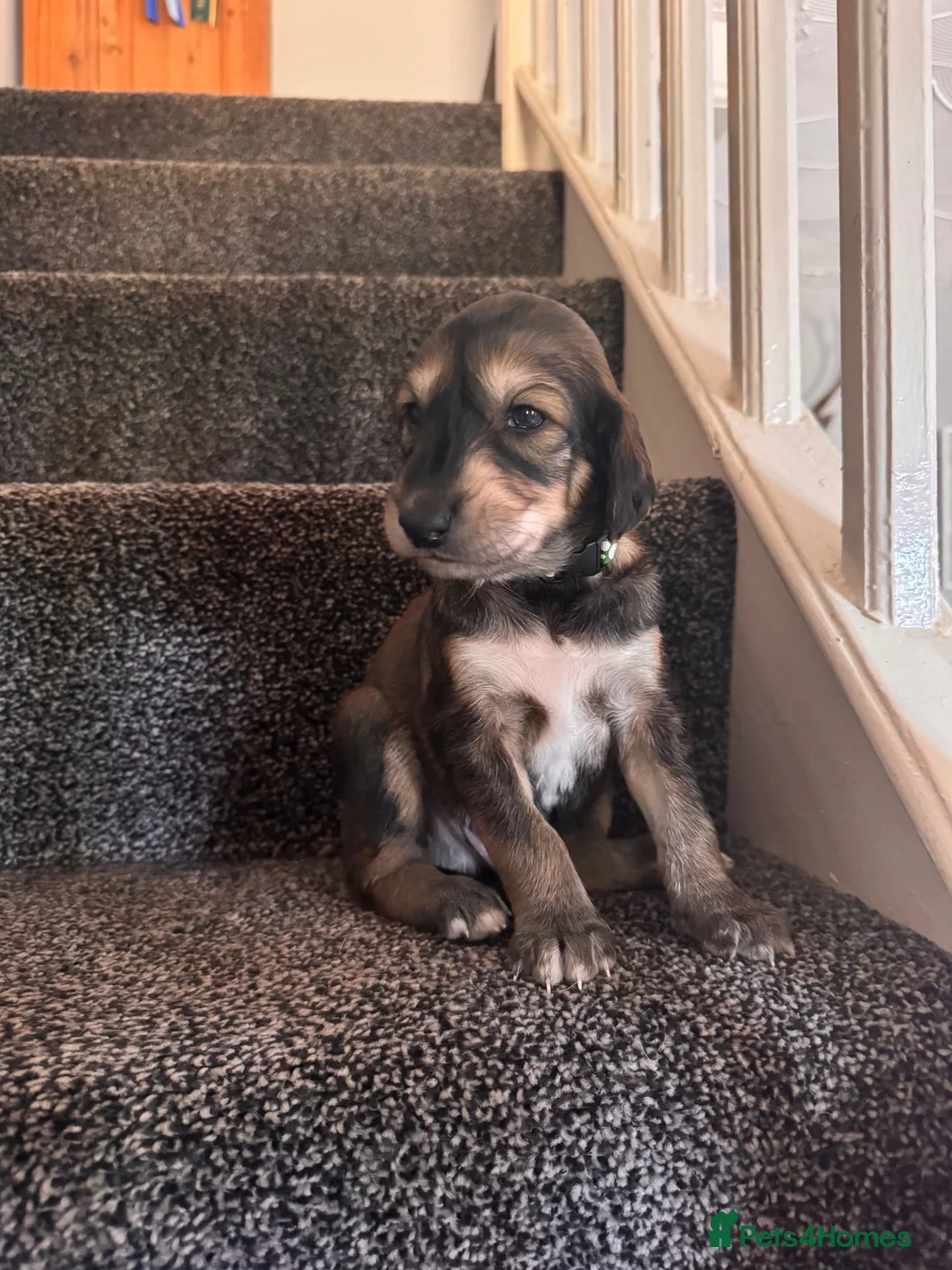 Saluki dogs for sale: KC male saluki puppies  - Advert 2