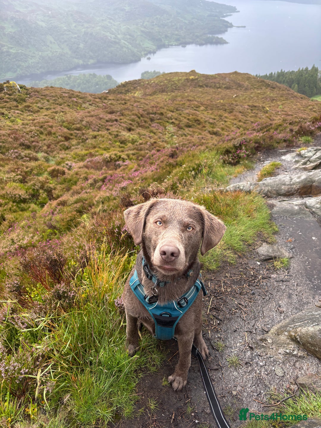 Labrador Retriever dogs for stud: Silver Labrador Stud - Image 1