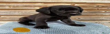 Labrador Retriever 4