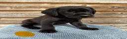 Labrador Retriever dogs for sale: KC registered black sporting Labrador puppies in Beverley - Advert 3