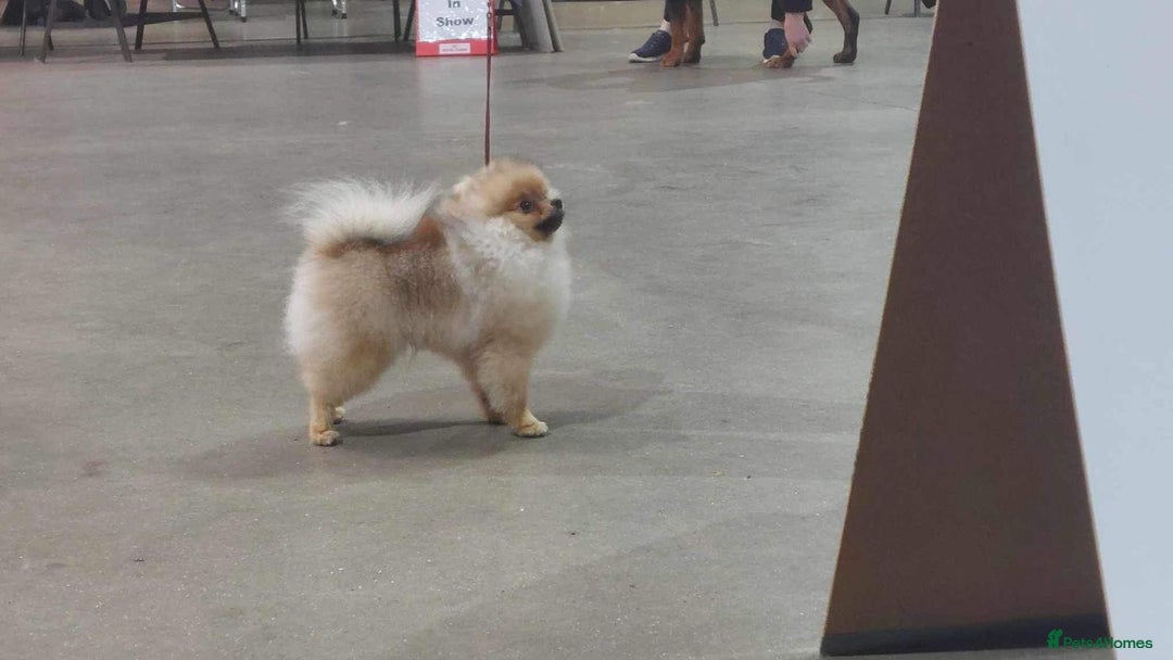 Pomeranian dogs for sale: Two 8 week old Pomeranian puppies  - Advert 14