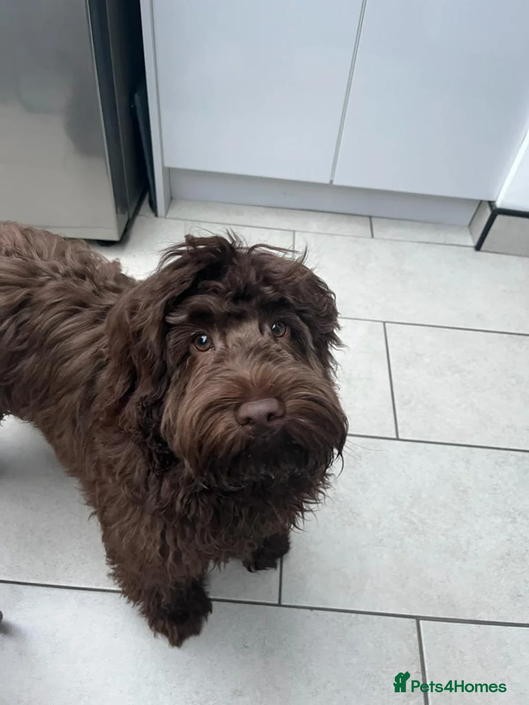 Miniature Poodle dogs for stud: *PROVEN* DNA Health Tested Chocolate Cockapoo STUD in Manchester - Advert 13