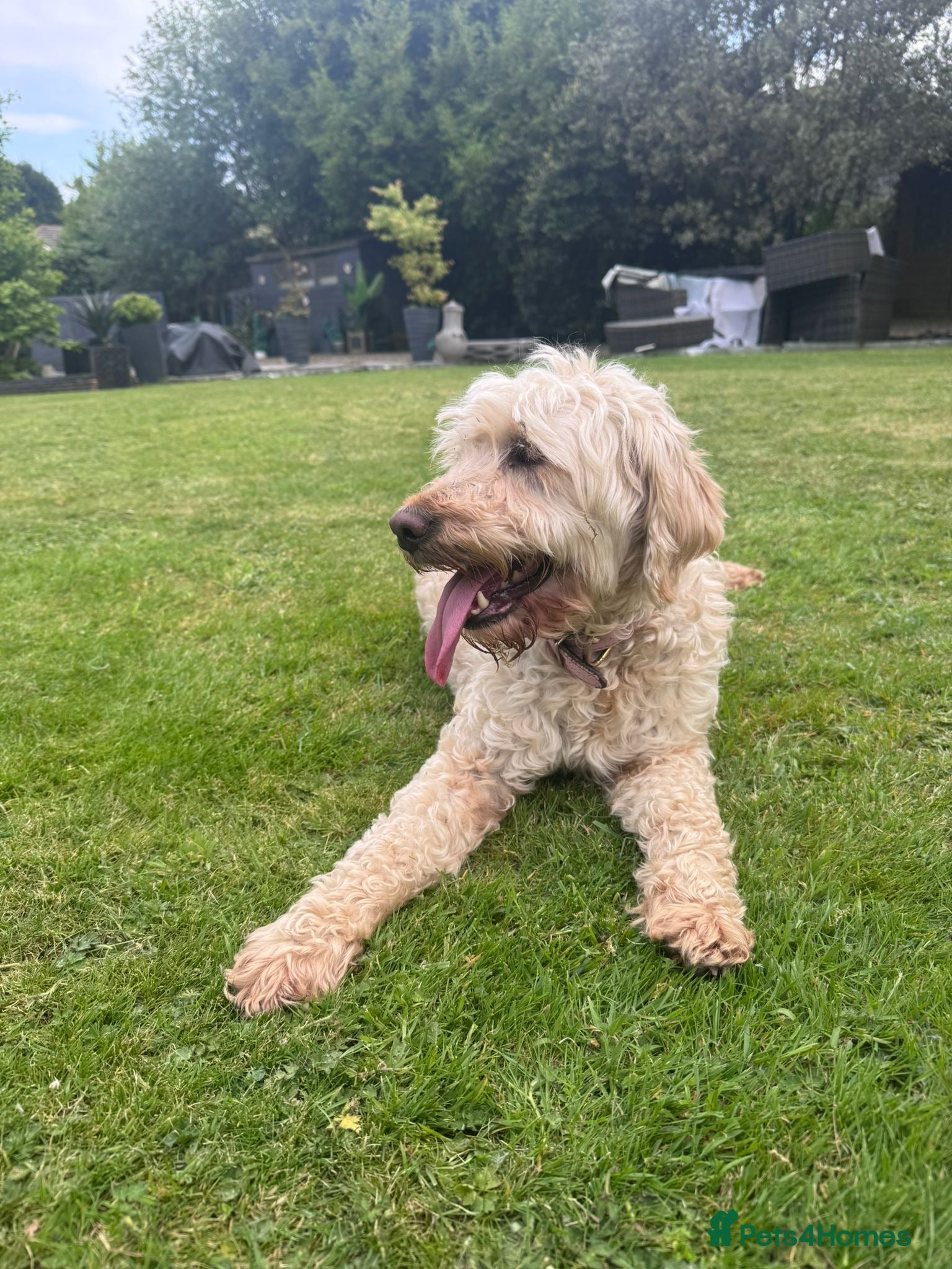 Mini Goldendoodle dogs Miniature Golden Doodle - Advert 16