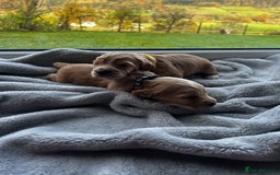 Cocker Spaniel dogs for sale: ✨ Cuddles Await from our Cocker Spaniel Pups  - Image 19