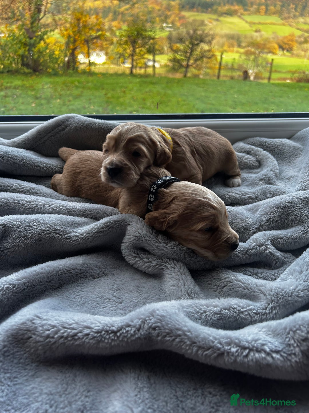 Cocker Spaniel dogs for sale: ✨ Cuddles Await from our Cocker Spaniel Pups  - Image 19