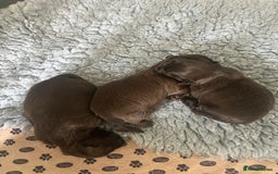 Shih Tzu dogs for sale: Stunning solid KC chocolate puppies  - Image 9