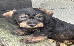 Miniature Dachshund dogs for sale: Wire Haired KC Miniature Dachshund  - Image 9