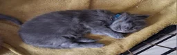 Maine Coon cats for sale: Maine Coon kittens ( 3weeks old ) - Advert 8