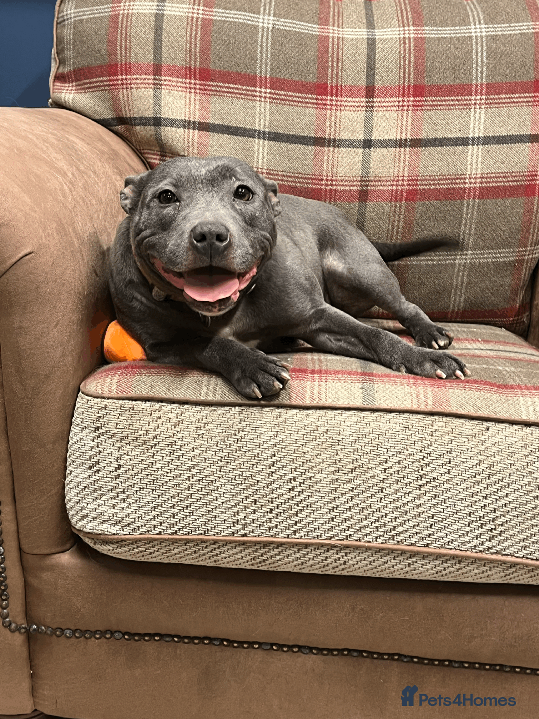 Staffordshire Bull Terrier dogs for sale: 🌸 Tallulah – KC  Staffordshire Bull Terrier 🌸 - Advert 6