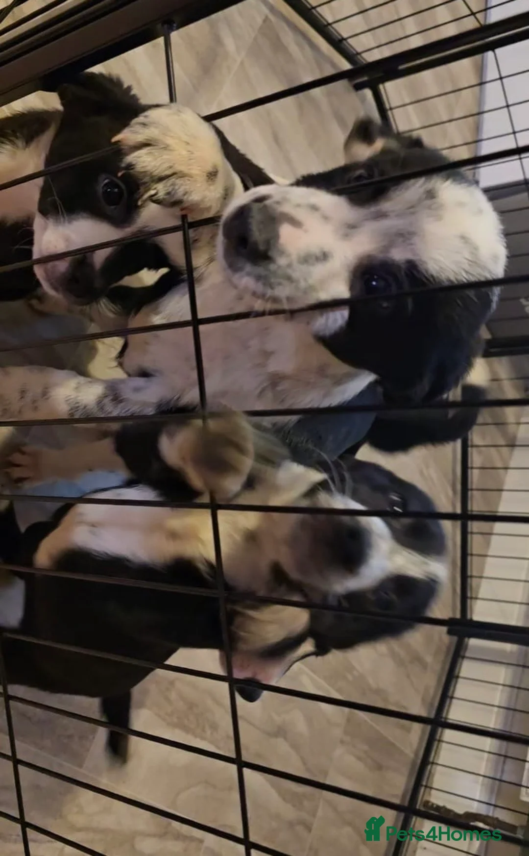 Border Collie dogs for sale: Border collie puppys - Advert 5