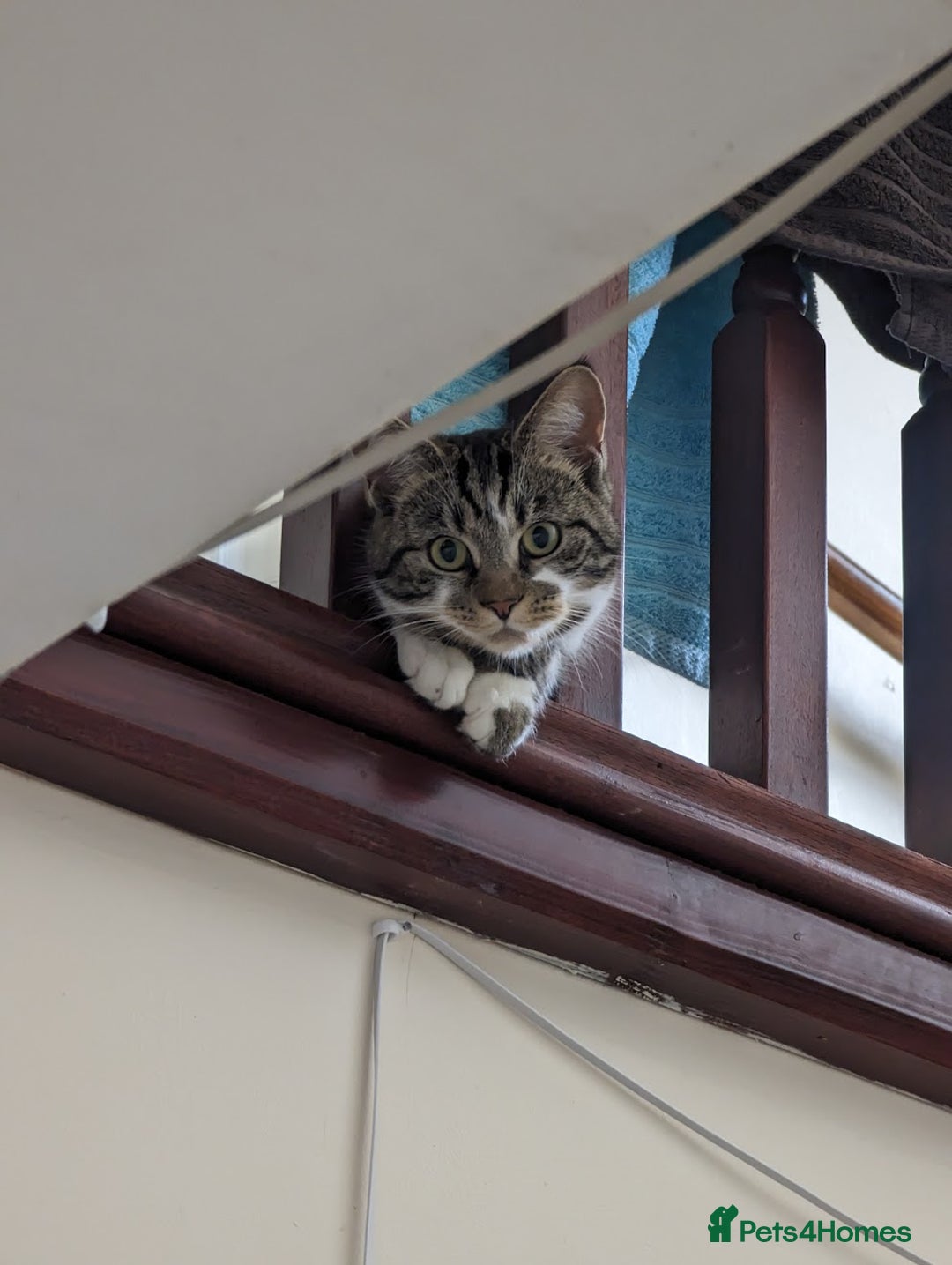Domestic Shorthair cats for sale: Tabby cat  - Advert 1