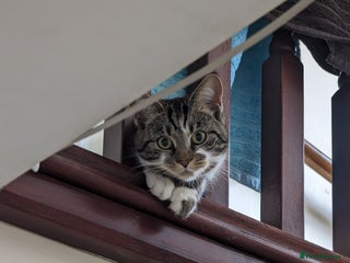 Domestic Shorthair cats Tabby cat - Advert 1